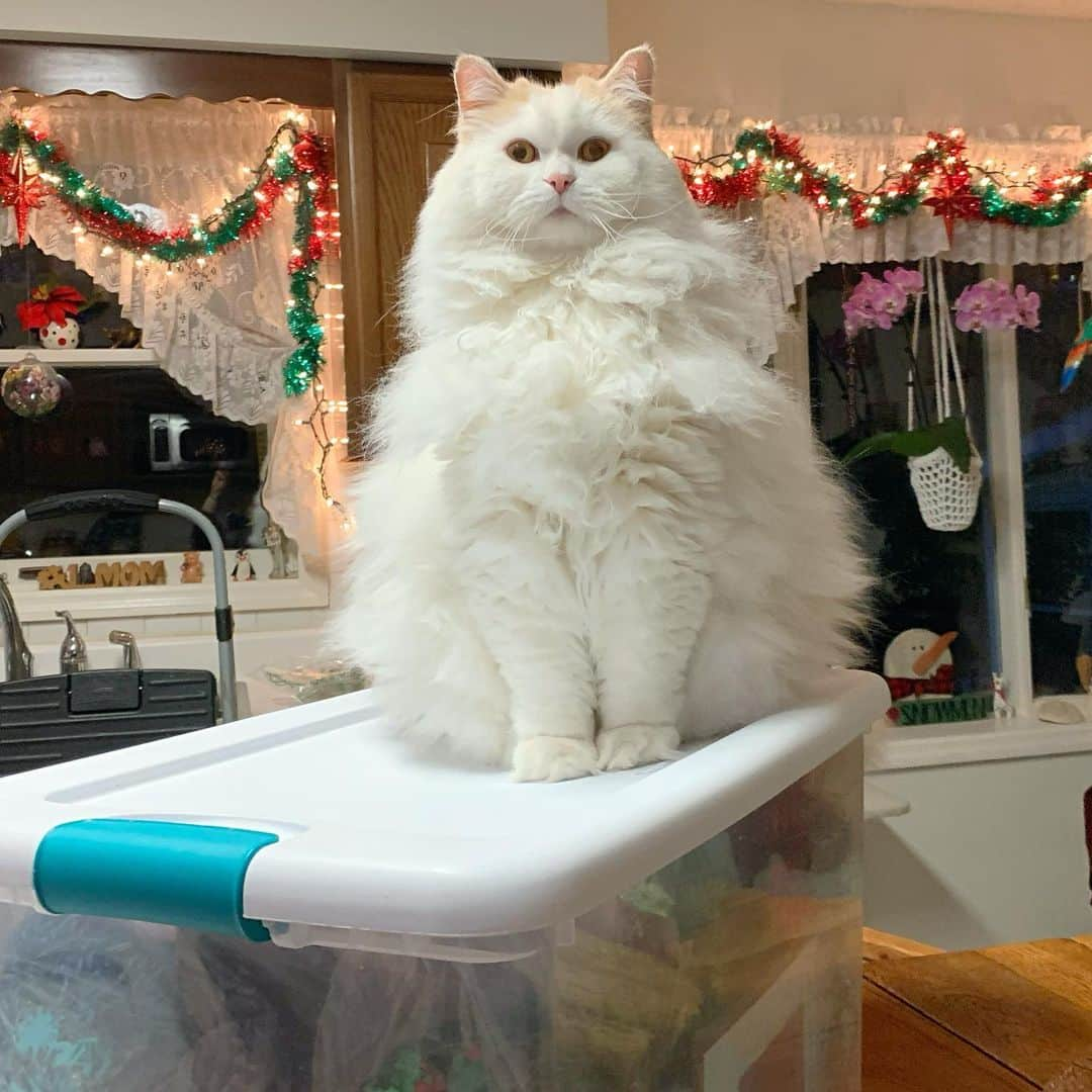 ソフィーさんのインスタグラム写真 - (ソフィーInstagram)「Digging out Christmas stuff. The supervisor has a point, everything I need probably is in the other bins.」11月23日 10時42分 - sophielovestuna