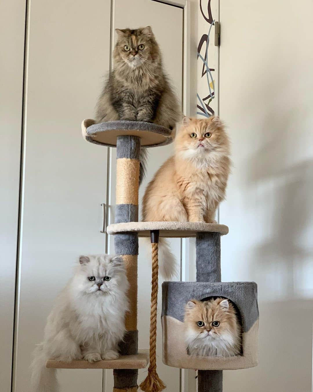 12 Chinchilla Persianのインスタグラム：「Pretty floofs wishing you all a great week ahead ☀️😽 #monday #cat #catstagram #catsofinstagram #cats_of_world #weeklyfluff #cats_of_instagram #persian」