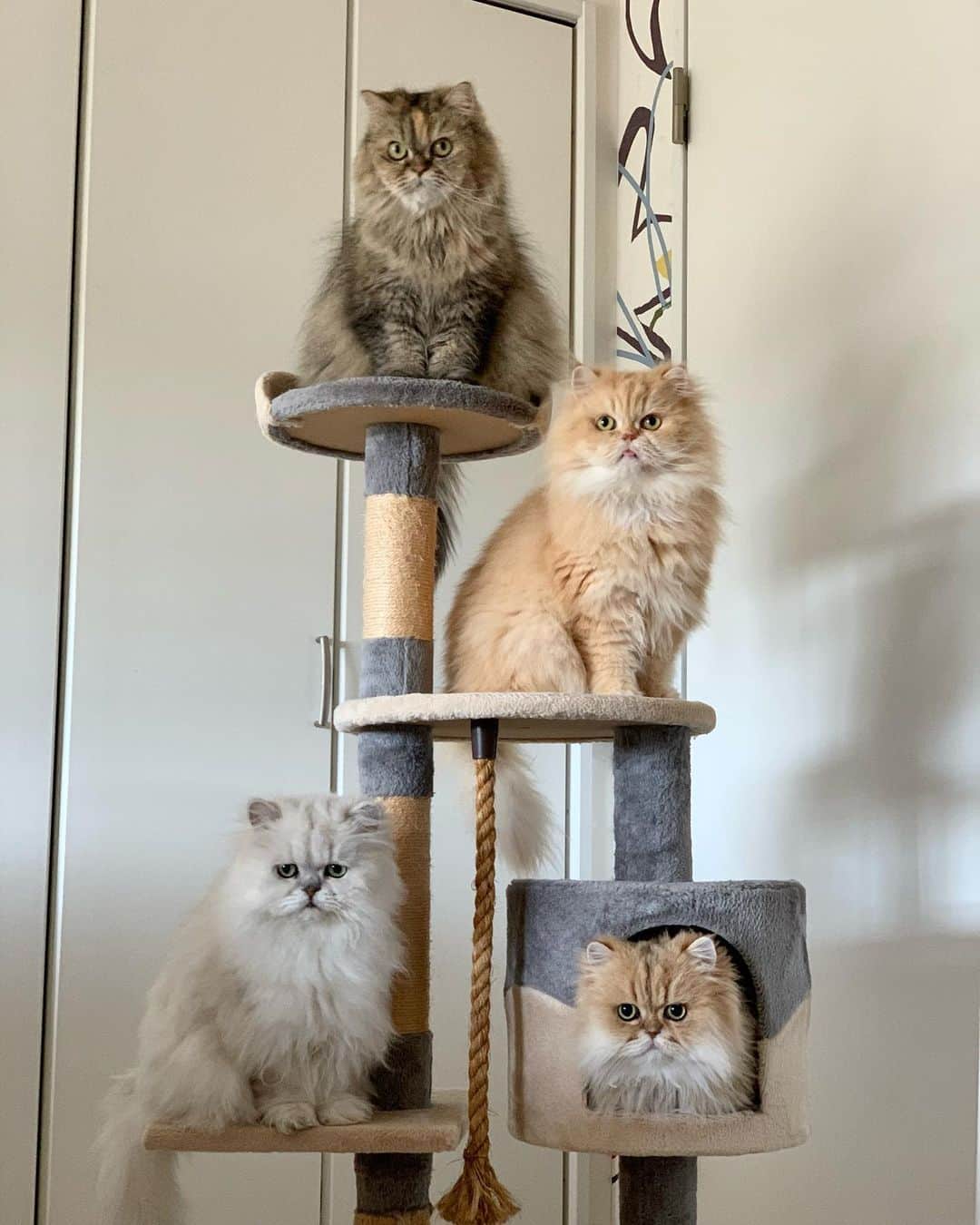 12 Chinchilla Persianのインスタグラム