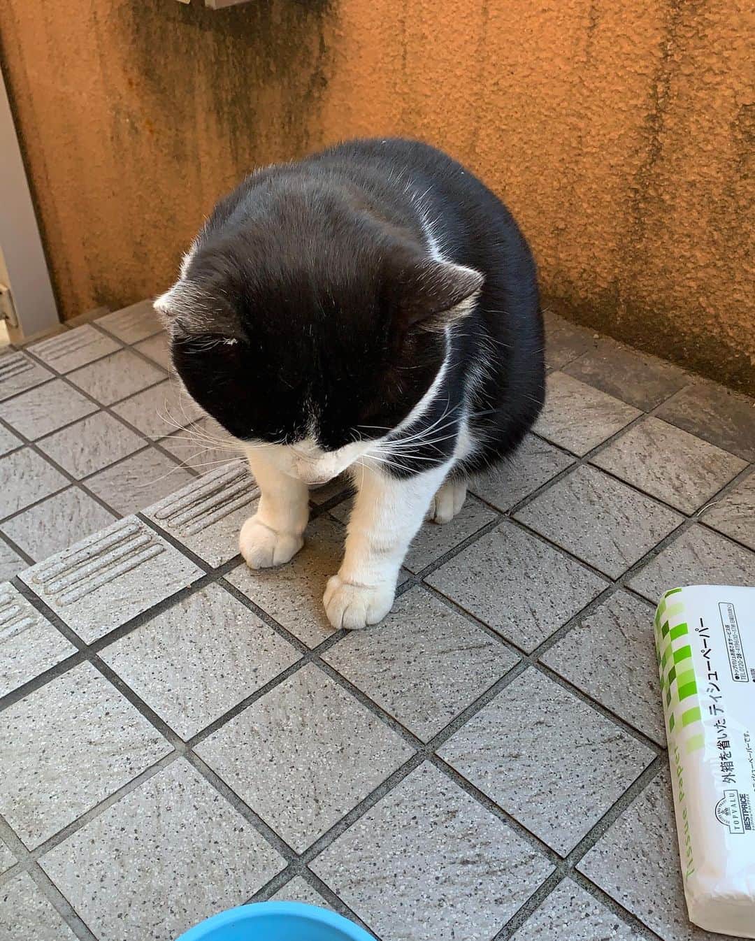 Kachimo Yoshimatsuさんのインスタグラム写真 - (Kachimo YoshimatsuInstagram)「おはようイカスミ！ Good Morning Ikasumi! ナナクロも大きかったけど、イカスミも大きいです。ティッシュを横に置いてみたので、イメージがつかめるかと思います。 #うちの猫ら #ikasumi #猫 #ねこ #cat #ネコ #catstagram #ネコ部 http://kachimo.exblog.jp」11月23日 10時47分 - kachimo