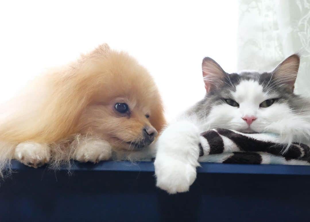 Hanaさんのインスタグラム写真 - (HanaInstagram)「可愛い可愛い モフモフ鍋 * * ブログ更新しました♪ http://kedamakyoudai.blog.jp/ #NorwegianForestCat#Pomeranian#japan#catlover#doglover#dogs#cat#Kawaii#fluffy#pom#fluffydog#catsofinstagram#dogsofinstagram#fluffycat#ノルウェージャンフォレストキャット#ポメラニアン#pecoいぬ部#ペコねこ部#犬と猫のいる暮らし#かわいい#cute#cutecat#cutedog#funny#funnydog#funnycat#いぬのきもち#ねこのきもち#ライブドアインスタブロガー」11月23日 10時55分 - mofu2family