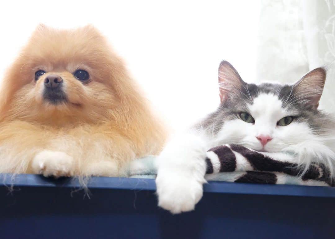 Hanaのインスタグラム：「可愛い可愛い モフモフ鍋 * * ブログ更新しました♪ http://kedamakyoudai.blog.jp/ #NorwegianForestCat#Pomeranian#japan#catlover#doglover#dogs#cat#Kawaii#fluffy#pom#fluffydog#catsofinstagram#dogsofinstagram#fluffycat#ノルウェージャンフォレストキャット#ポメラニアン#pecoいぬ部#ペコねこ部#犬と猫のいる暮らし#かわいい#cute#cutecat#cutedog#funny#funnydog#funnycat#いぬのきもち#ねこのきもち#ライブドアインスタブロガー」