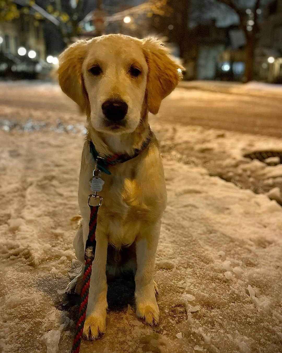 サイモンとマルティナさんのインスタグラム写真 - (サイモンとマルティナInstagram)「Fudgy’s first snow day! He sniffed it a whole lot, jumped around in excitement, and caught some snowballs. I think I might get him a snow jacket 🤔」11月23日 10時59分 - eatyourkimchi