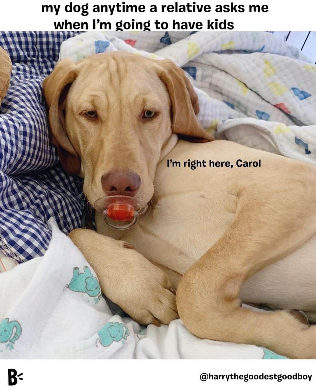 BarkBoxのインスタグラム：「For any of us who will be enduring AWKWARD FAMILY QUESTIONS this week 😅⁠ ⁠ @harrythegoodestgoodboy」