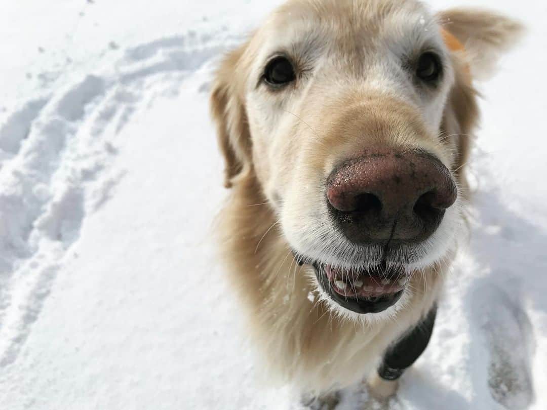 ともさんのインスタグラム写真 - (ともInstagram)「また雪が積もった札幌❄️ こーる君早速、ふかふかの雪で遊んできたよ〜🗻✨ * #ゴールデンレトリバー　#こーる君13歳　#goldenretriever  #japan #sapporo」11月23日 11時04分 - tomowithdog