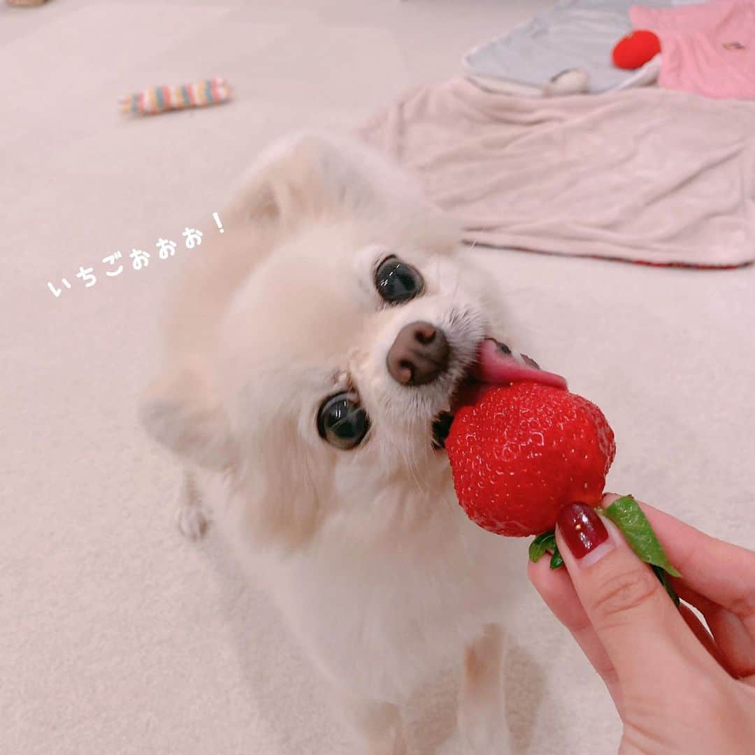 井口裕香さんのインスタグラム写真 - (井口裕香Instagram)「🍓 いちご大好き！！！な うちのいぬサスケがかわいすぎるので たくさん撮った写真すこしおすそわけです。 みなさまごらんください🥸❣️ #うちのいぬサスケ #あまおう #🍓 . . 【追記】 いぬは苺は少量なら食べて大丈夫です。 でもアレルギーのある子もいると思うので 飼い主さんがきちんと事前に調べて その子に合うか確認してから与えてください。 果物だったらなんでも大丈夫な訳ではありません。 例えば、ブドウは絶対に与えないでください！！！ あげる前にインターネット等で調べてくださいね。」11月23日 11時08分 - ooo31_iguchiyuka_31ooo