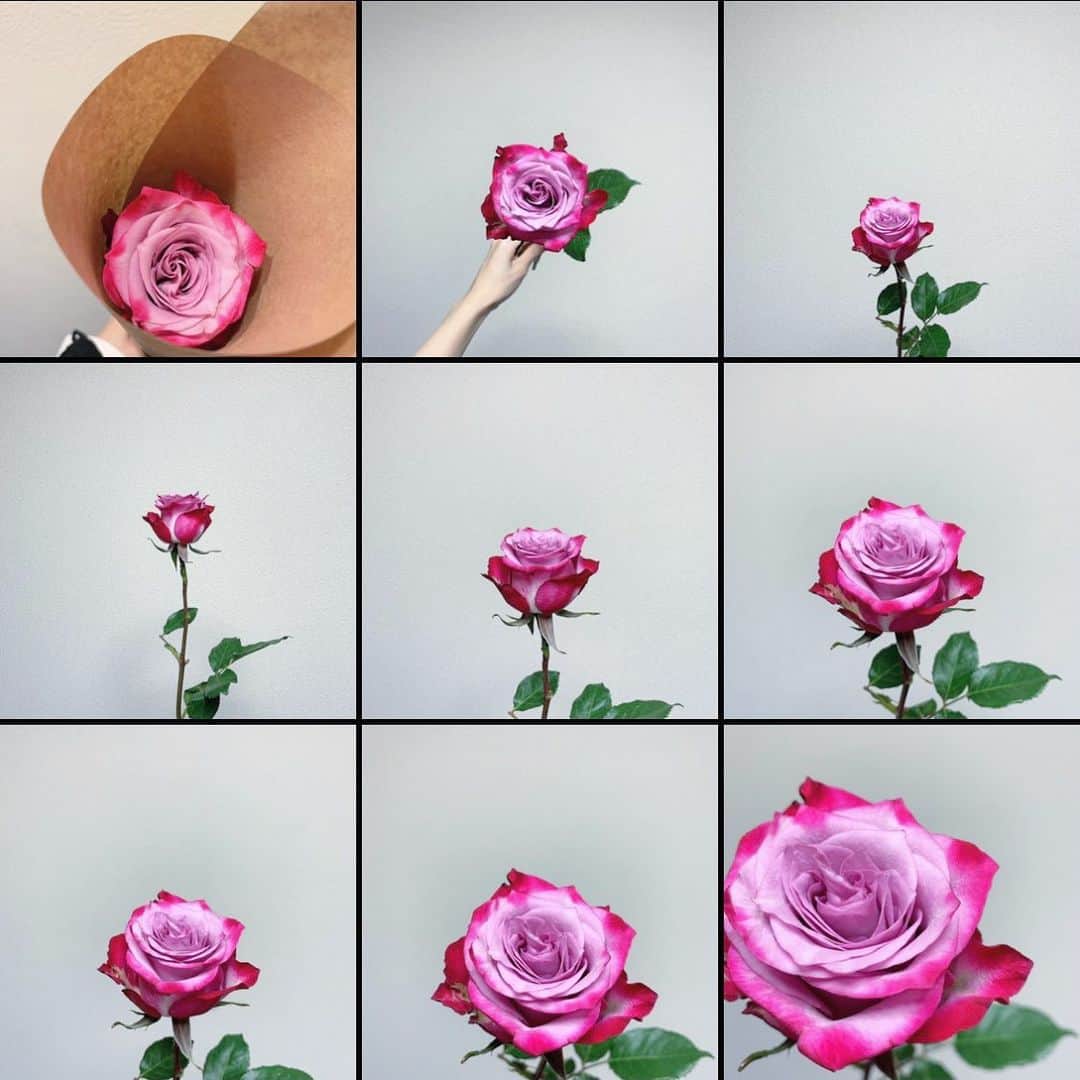 久保陽香さんのインスタグラム写真 - (久保陽香Instagram)「﻿ ﻿ お花屋さんで一目惚れ﻿ ﻿ バラ１本の花言葉が｢一目惚れ｣らしくて﻿ 内容がそのまますぎてあっぱれでした笑﻿ ﻿ とっても素敵だからついつい写真も﻿ たくさん撮っちゃう載せちゃう！笑﻿ ﻿ ﻿ #バラ﻿ #薔薇﻿ #バラディープパープル ﻿ #くぼお花」11月23日 11時18分 - kubo_haru