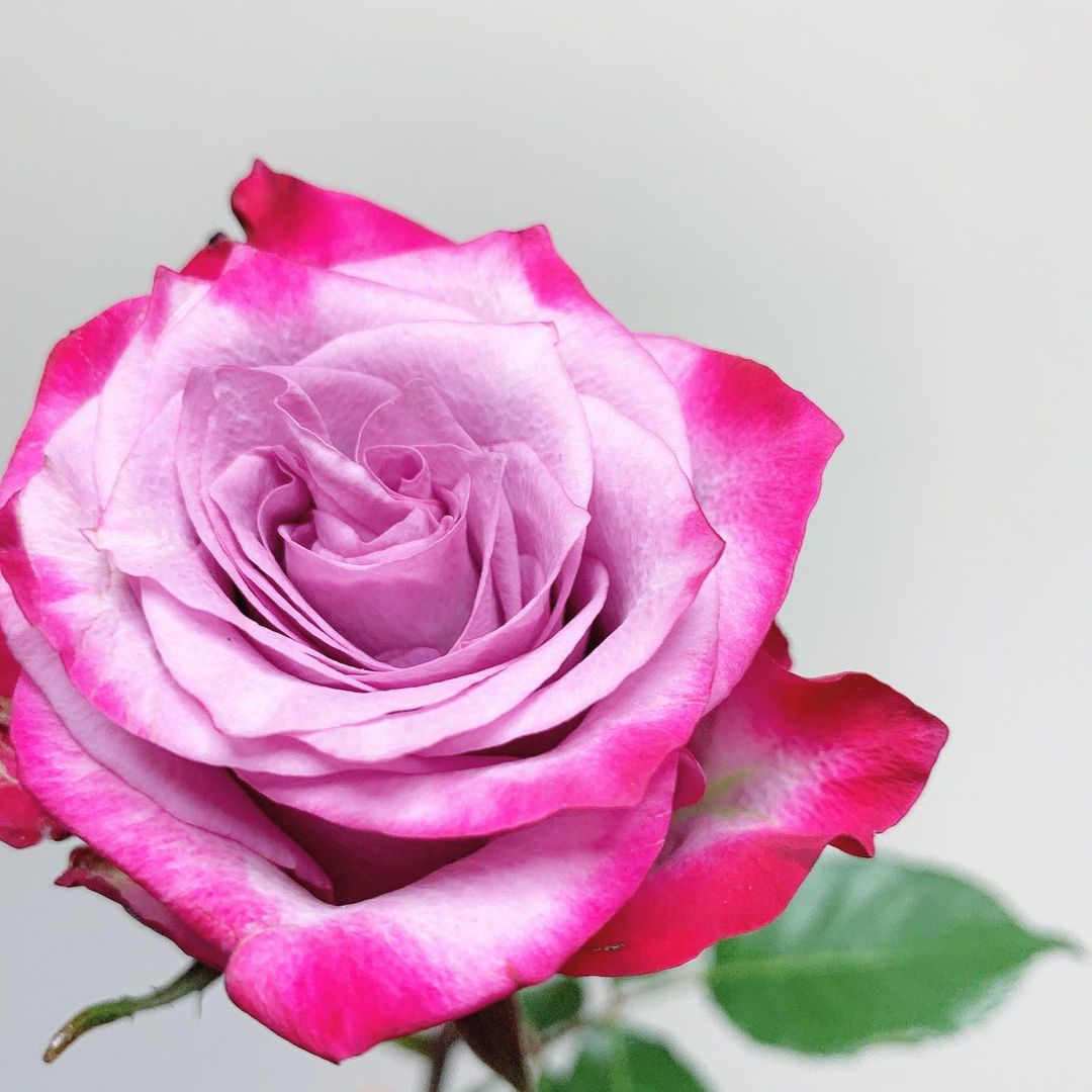 久保陽香さんのインスタグラム写真 - (久保陽香Instagram)「﻿ ﻿ お花屋さんで一目惚れ﻿ ﻿ バラ１本の花言葉が｢一目惚れ｣らしくて﻿ 内容がそのまますぎてあっぱれでした笑﻿ ﻿ とっても素敵だからついつい写真も﻿ たくさん撮っちゃう載せちゃう！笑﻿ ﻿ ﻿ #バラ﻿ #薔薇﻿ #バラディープパープル ﻿ #くぼお花」11月23日 11時18分 - kubo_haru