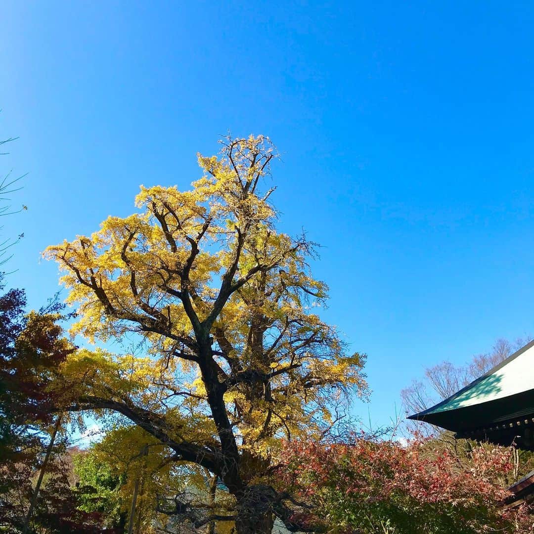 光野桃のインスタグラム：「わたしが生まれるはるか前からあった、近所のお寺の大銀杏。 わたしがいなくなった後も、ずっとそこにあるだろうと思うと、何か不思議な気がします。 人間であることに固執しなくてもいいかな、なんて。  #おおいちょう」