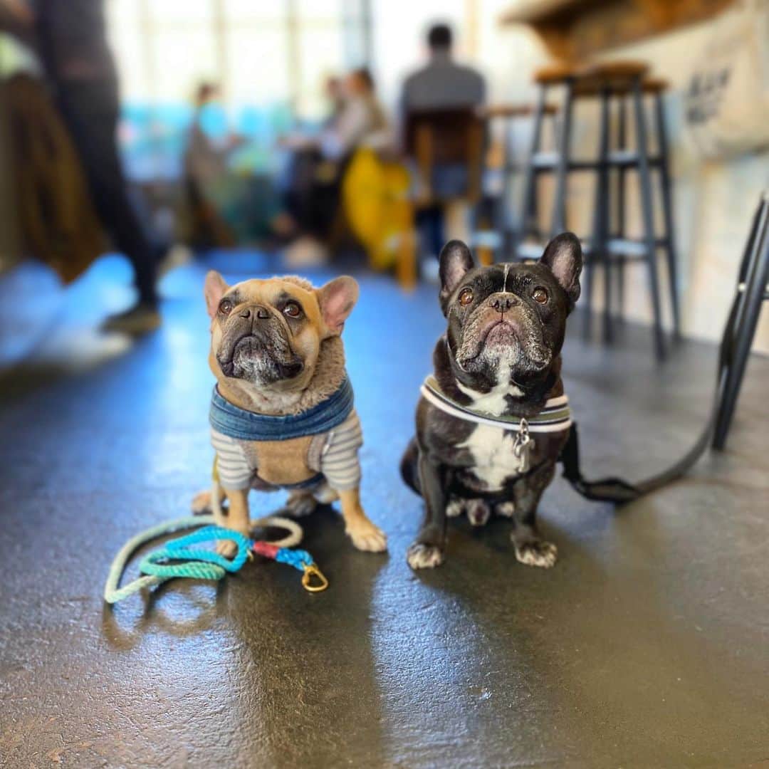 Turbo_dad フレブルのターボのグルメインスタ