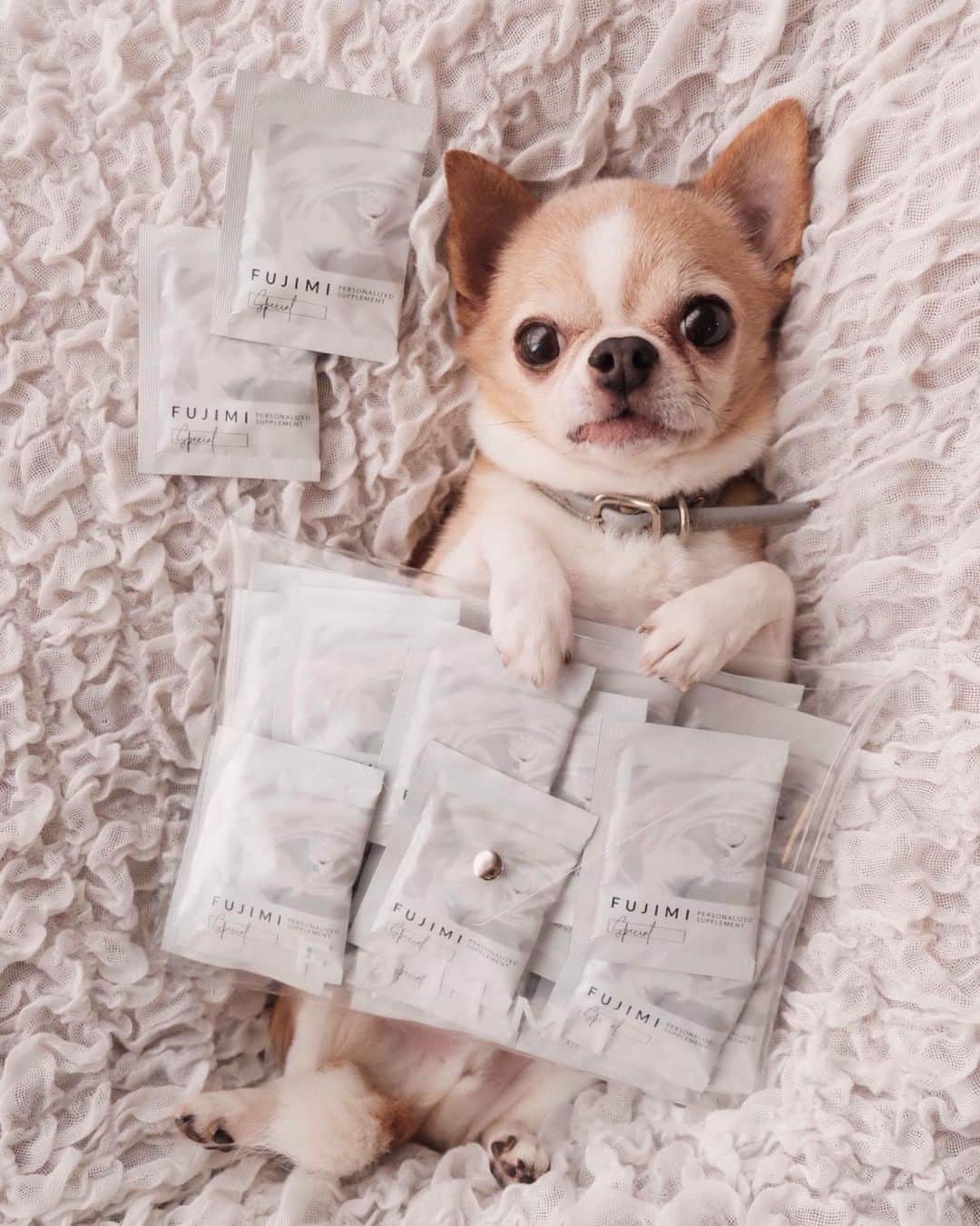 maika_kikitoyjijiのインスタグラム：「. Toy& @fujimi_official  . fujimiさんの パーソナライズサプリ💕 . 個包装なのが使い勝手が良くて 忘れずに飲めてます笑☺️❤️ (いつもバッグに入れてます👌) . 簡単な質問に答えるだけで 今の自分に合ったサプリを 選んでくれるのでオススメ✨ . .  #PR #FUJIMI #美容#パーソナライズサプリ #犬スタグラム #犬との生活 #犬と暮らす #犬すたぐらむ #犬服ハンドメイド #犬写真 #犬かわいい #犬グッズ #チワワ好きな人と繋がりたい #チワワ親バカ部 #チワワのいる暮らし #チワワ多頭飼い #チワワ部 #チワワなしでは生きていけません会 #チワワのいる生活」