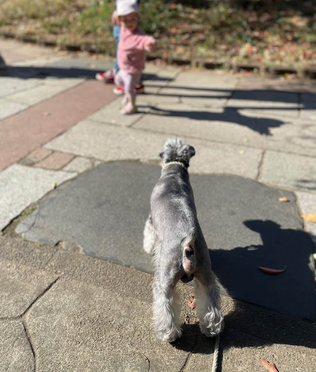 田中知之さんのインスタグラム写真 - (田中知之Instagram)「ちびっ子のアイドル。 #ropeo #schnauzer」11月23日 12時09分 - tomoyukitanaka