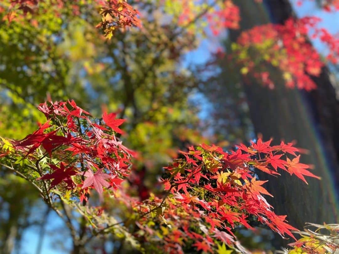 中江有里さんのインスタグラム写真 - (中江有里Instagram)「秋ですね。  はじめて紅葉が美しいと感じたのは、20歳のとき。 はじめて一人でNYの友人を訪ねて、一緒に出かけた郊外。 素敵なb＆bで一泊し、朝食の席についたら、目の前に赤い世界が広がりました。 窓枠がフレームがわりになった紅葉は、見入ってしまう美しさ。。。  あれ以来、この季節になると紅葉が見たくなる。 というわけで、シェアします。  #紅葉」11月23日 12時13分 - yurinbow1226
