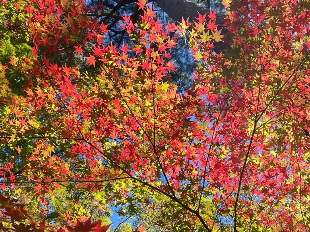 中江有里さんのインスタグラム写真 - (中江有里Instagram)「秋ですね。  はじめて紅葉が美しいと感じたのは、20歳のとき。 はじめて一人でNYの友人を訪ねて、一緒に出かけた郊外。 素敵なb＆bで一泊し、朝食の席についたら、目の前に赤い世界が広がりました。 窓枠がフレームがわりになった紅葉は、見入ってしまう美しさ。。。  あれ以来、この季節になると紅葉が見たくなる。 というわけで、シェアします。  #紅葉」11月23日 12時13分 - yurinbow1226