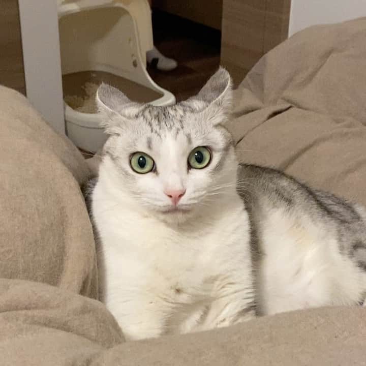 つるちゃんのインスタグラム：「後ろが気になってキレイなイカ耳🦑🤣 .  #猫 #ねこ #にゃんこ #美猫 #ねこ部 #ふわもこ部 #ねこすたぐらむ #ペコねこ部 #猫好きさんと繋がりたい #にゃんすたぐらむ #cat #neko #instacat #catstagram #instagramcats  #catsconnect #meowbox #picneko #bestmeow #catsofinstagram #meowed #rakutenpet」