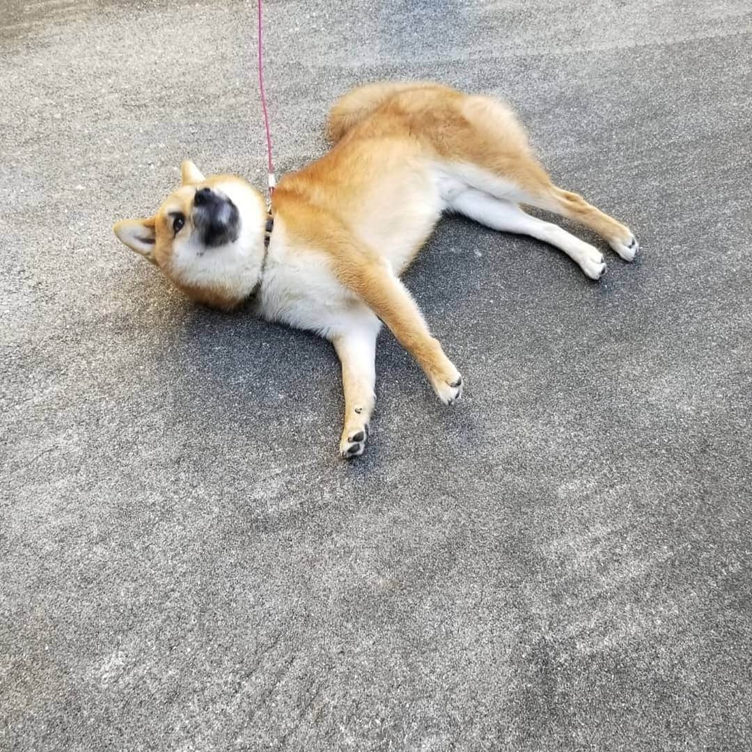 柴犬たま Shibainu Tamaさんのインスタグラム写真 - (柴犬たま Shibainu TamaInstagram)「﻿ すぐ座り込む(寝転がる)三男坊﻿ 誰に似たのやら…🙄﻿ ﻿ Caption trans🇬🇧﻿ Uni Sit (lie down) immediately.﻿ Who does he look like…?🙄﻿ ﻿ #たま家族 #柴犬ウニ #イヤイヤさん #イヤイヤさん集合 #拒否柴 #柴犬落ちてます #隔世遺伝 #ヒコーキ耳 #かなりひし形﻿ #柴犬 #shiba #shibainu #shibastagram #犬 #dog」11月23日 12時31分 - tama7653