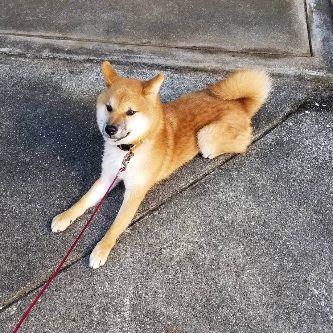 柴犬たま Shibainu Tamaさんのインスタグラム写真 - (柴犬たま Shibainu TamaInstagram)「﻿ すぐ座り込む(寝転がる)三男坊﻿ 誰に似たのやら…🙄﻿ ﻿ Caption trans🇬🇧﻿ Uni Sit (lie down) immediately.﻿ Who does he look like…?🙄﻿ ﻿ #たま家族 #柴犬ウニ #イヤイヤさん #イヤイヤさん集合 #拒否柴 #柴犬落ちてます #隔世遺伝 #ヒコーキ耳 #かなりひし形﻿ #柴犬 #shiba #shibainu #shibastagram #犬 #dog」11月23日 12時31分 - tama7653