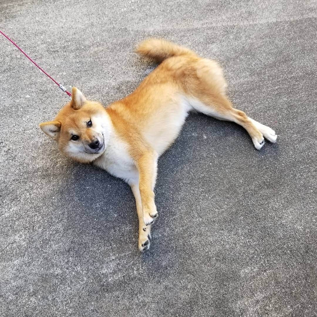 柴犬たま Shibainu Tamaさんのインスタグラム写真 - (柴犬たま Shibainu TamaInstagram)「﻿ すぐ座り込む(寝転がる)三男坊﻿ 誰に似たのやら…🙄﻿ ﻿ Caption trans🇬🇧﻿ Uni Sit (lie down) immediately.﻿ Who does he look like…?🙄﻿ ﻿ #たま家族 #柴犬ウニ #イヤイヤさん #イヤイヤさん集合 #拒否柴 #柴犬落ちてます #隔世遺伝 #ヒコーキ耳 #かなりひし形﻿ #柴犬 #shiba #shibainu #shibastagram #犬 #dog」11月23日 12時31分 - tama7653