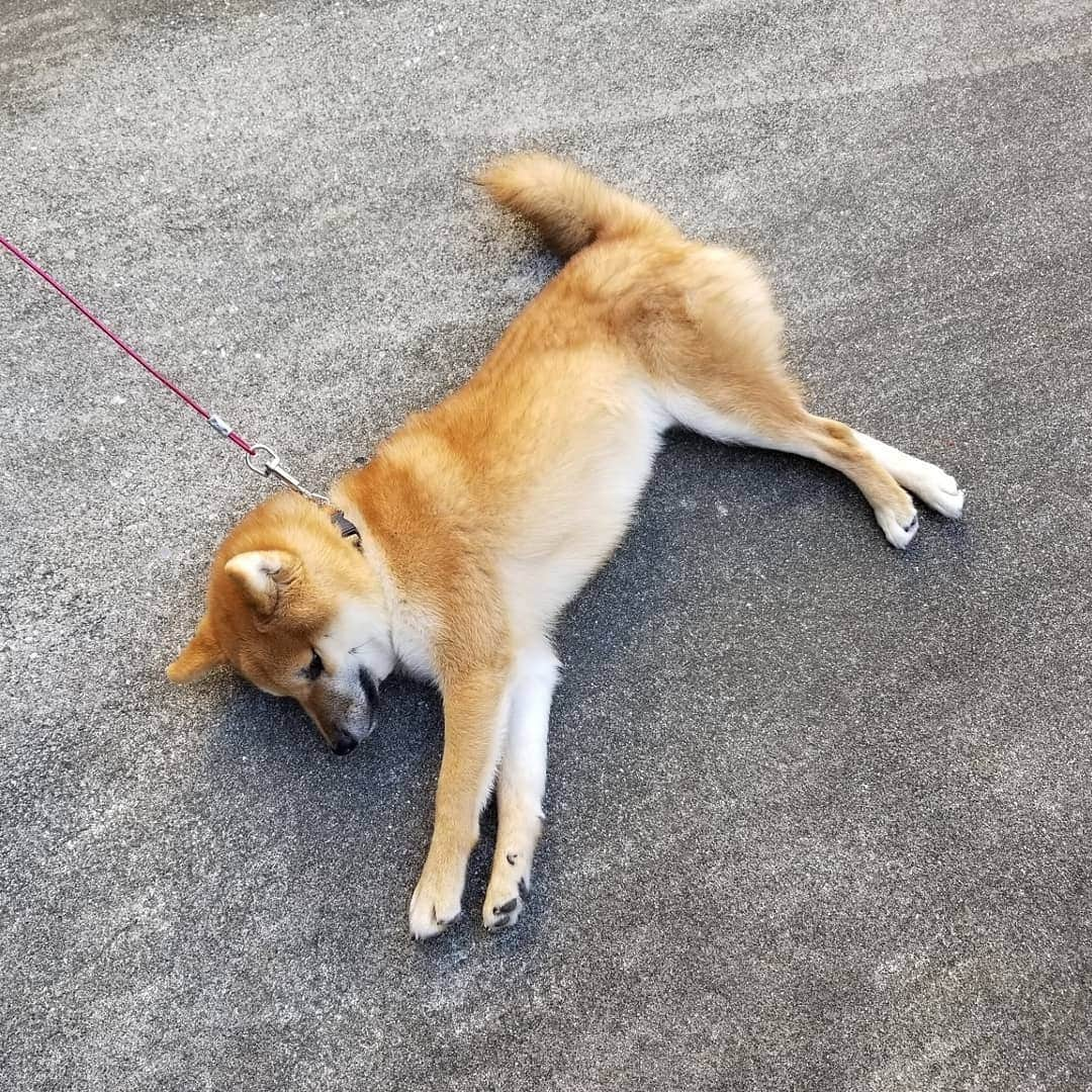 柴犬たま Shibainu Tamaさんのインスタグラム写真 - (柴犬たま Shibainu TamaInstagram)「﻿ すぐ座り込む(寝転がる)三男坊﻿ 誰に似たのやら…🙄﻿ ﻿ Caption trans🇬🇧﻿ Uni Sit (lie down) immediately.﻿ Who does he look like…?🙄﻿ ﻿ #たま家族 #柴犬ウニ #イヤイヤさん #イヤイヤさん集合 #拒否柴 #柴犬落ちてます #隔世遺伝 #ヒコーキ耳 #かなりひし形﻿ #柴犬 #shiba #shibainu #shibastagram #犬 #dog」11月23日 12時31分 - tama7653