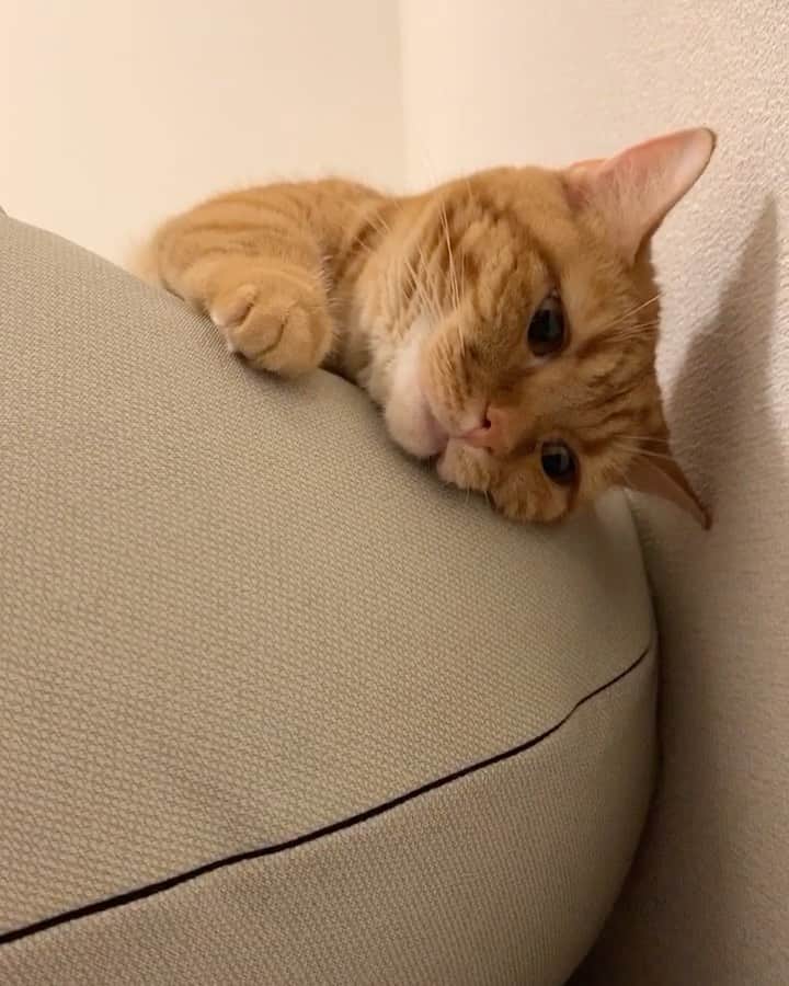 ありおときなこのインスタグラム：「ねるー  #マンチカン#猫#レッドタビー#cat#munchkin#pecotv#ペコねこ部#みんねこ#instagramjapan」