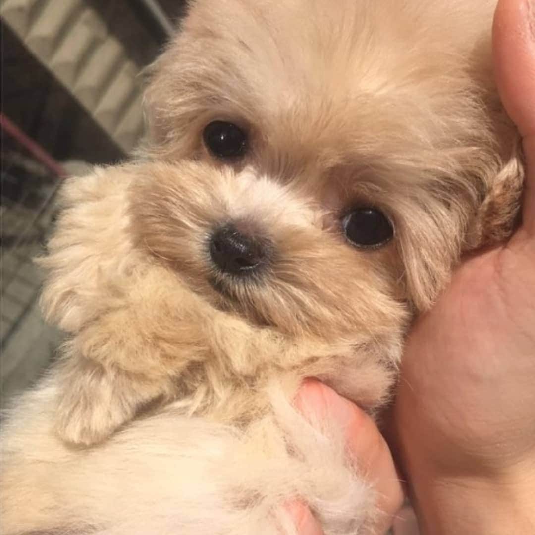 のインスタグラム：「🐶」