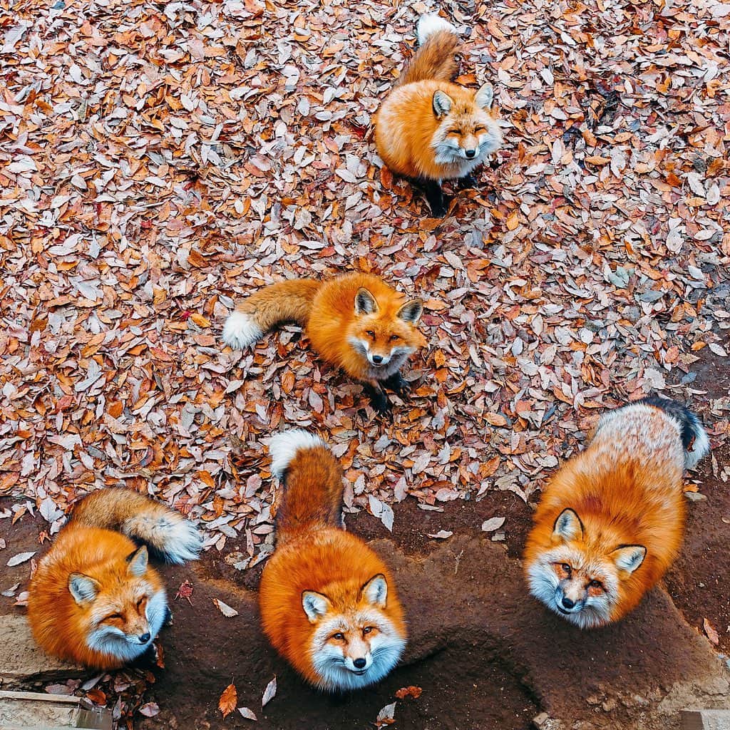 All Nippon Airwaysのグルメインスタ