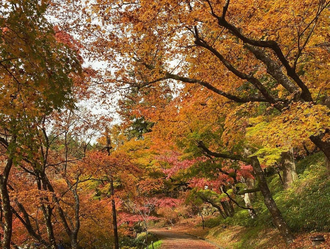 せなななせさんのインスタグラム写真 - (せなななせInstagram)「紅葉シーズン🍁 落ち葉のカーペットが綺麗に広がってました🥰🥰 ・ ・ ・  #せなななせ #みにょん  #高身長女子 #撮影会モデル #撮影会 #被写体モデル #被写体 #ポートレート #ファインダー越しの私の世界 #紅葉 #紅葉スポット #香嵐渓 #落ち葉 #落ち葉遊び #枯葉 #秋 #黒ワンピ #ブラックコーデ #zaraコーデ #instagood #instalike #instapic #instaphoto #instalove #fashion #zara #fff #followforfollowback #aichi #japan」11月23日 22時22分 - nexus_s.nanase