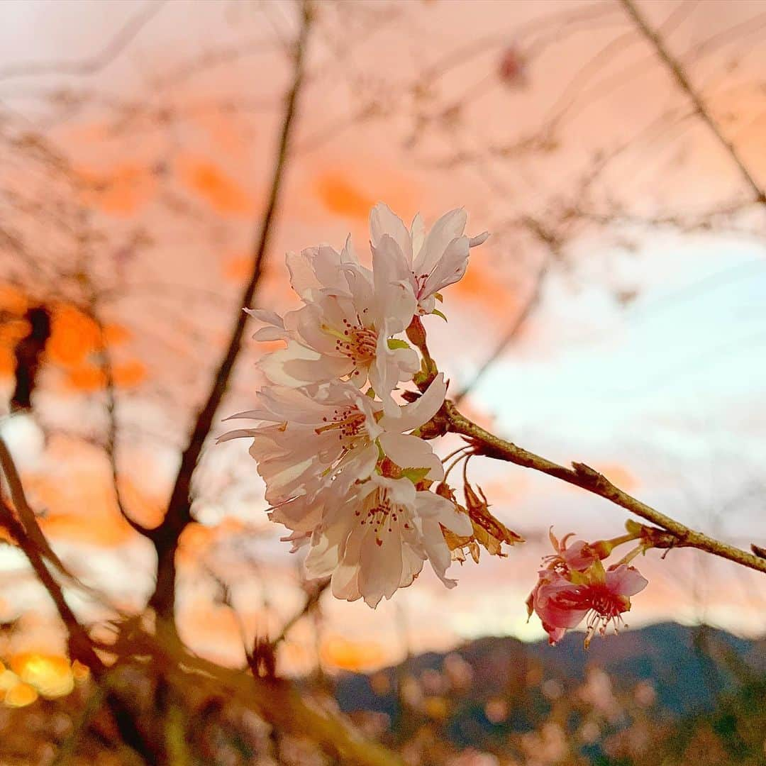 野村彩也子さんのインスタグラム写真 - (野村彩也子Instagram)「. 冬桜🌸  凛々しく咲き誇っていました💐  朝焼けの背景が情熱的で🌄  思わずみんなで写真を撮っていました🖼」11月23日 22時15分 - nomurasayako