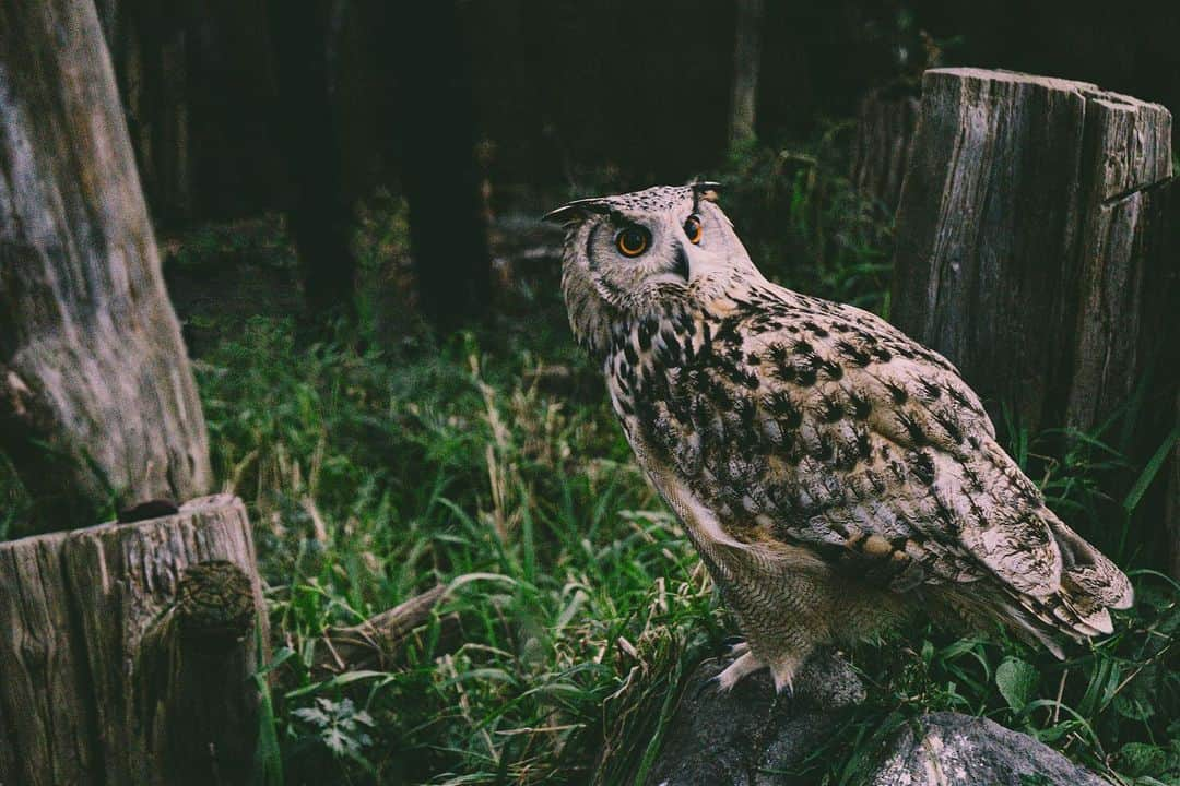 _msy_tのインスタグラム：「Eagle owl with bright orange eyes. . . . #lensculture  #photopoetry #everydayeverywhere  #picoftheday  #japan #team_jp  #pastpicture #sonyalpha #A7iii #owl  #SonyA7iii #pixlib_jp #visitjapanjp #ワシミミズク」