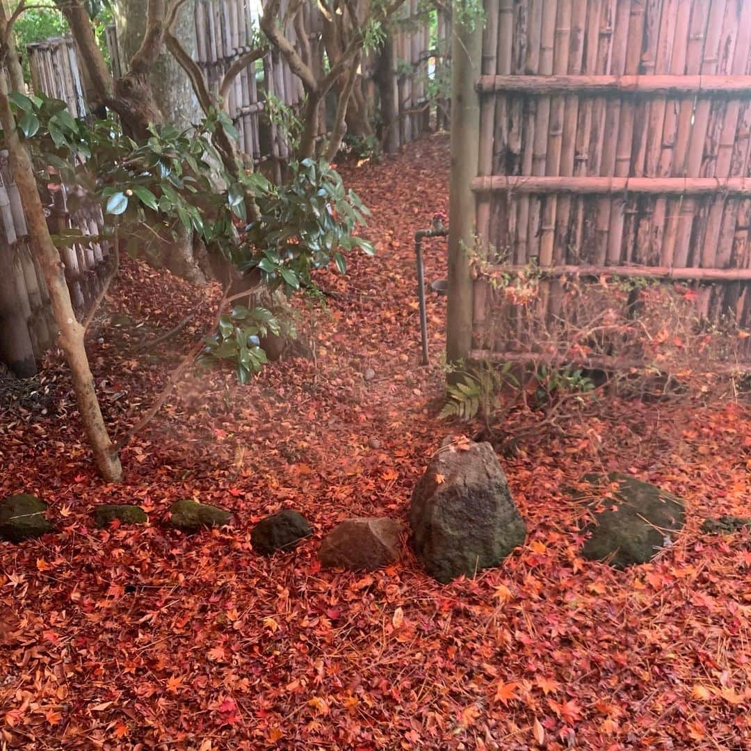クリス智子さんのインスタグラム写真 - (クリス智子Instagram)「秋はいいなぁ。」11月23日 22時32分 - chris_tomoko