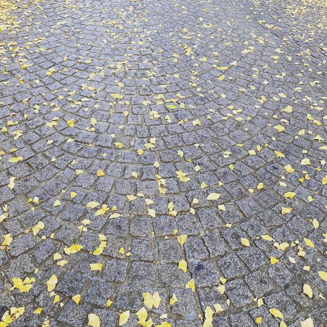 日髙のり子さんのインスタグラム写真 - (日髙のり子Instagram)「＊＊＊﻿ 秋ですね〜。﻿ イチョウの木の黄色い葉を見ると﻿ とても懐かしい気持ちになります。﻿ ﻿ #秋﻿ #銀杏 #懐かしい #落ち着く #ゆったり #のんびり」11月23日 22時24分 - nonko_hidaka531
