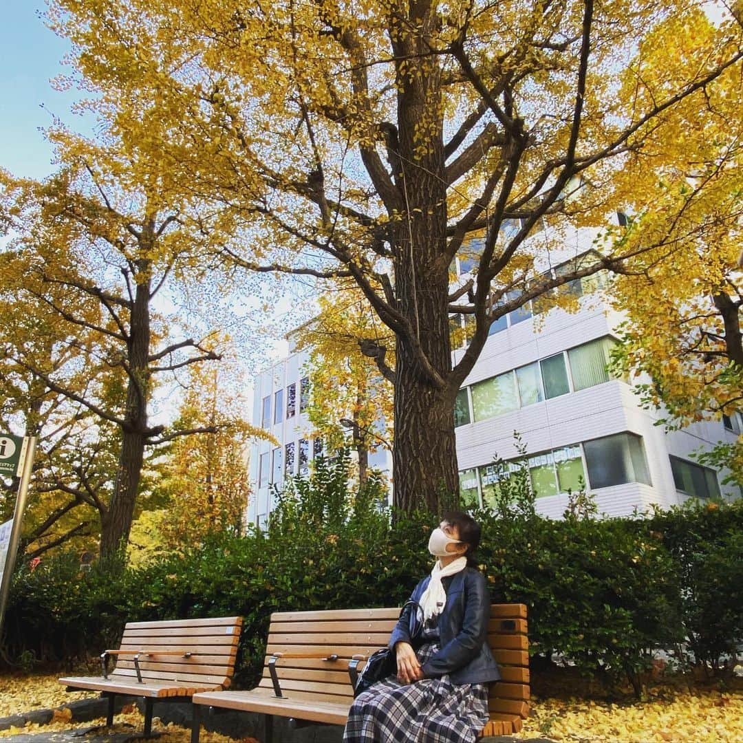 日髙のり子のインスタグラム：「＊＊＊﻿ 秋ですね〜。﻿ イチョウの木の黄色い葉を見ると﻿ とても懐かしい気持ちになります。﻿ ﻿ #秋﻿ #銀杏 #懐かしい #落ち着く #ゆったり #のんびり」