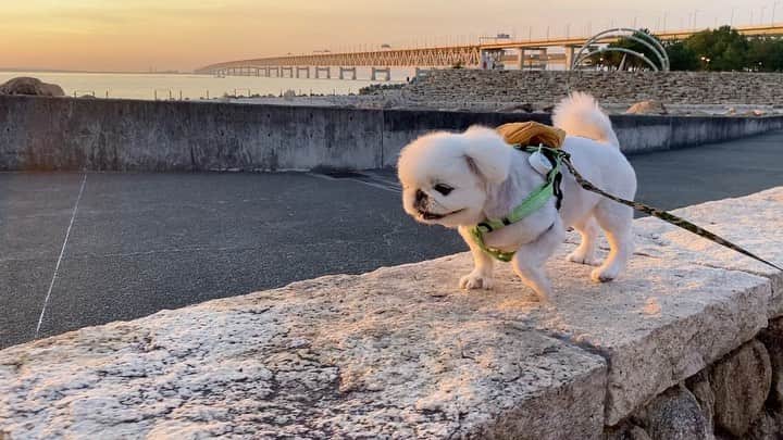 こなつのインスタグラム：「おさんぽる〜ん🐶🌴🌞🌳🦈💕」