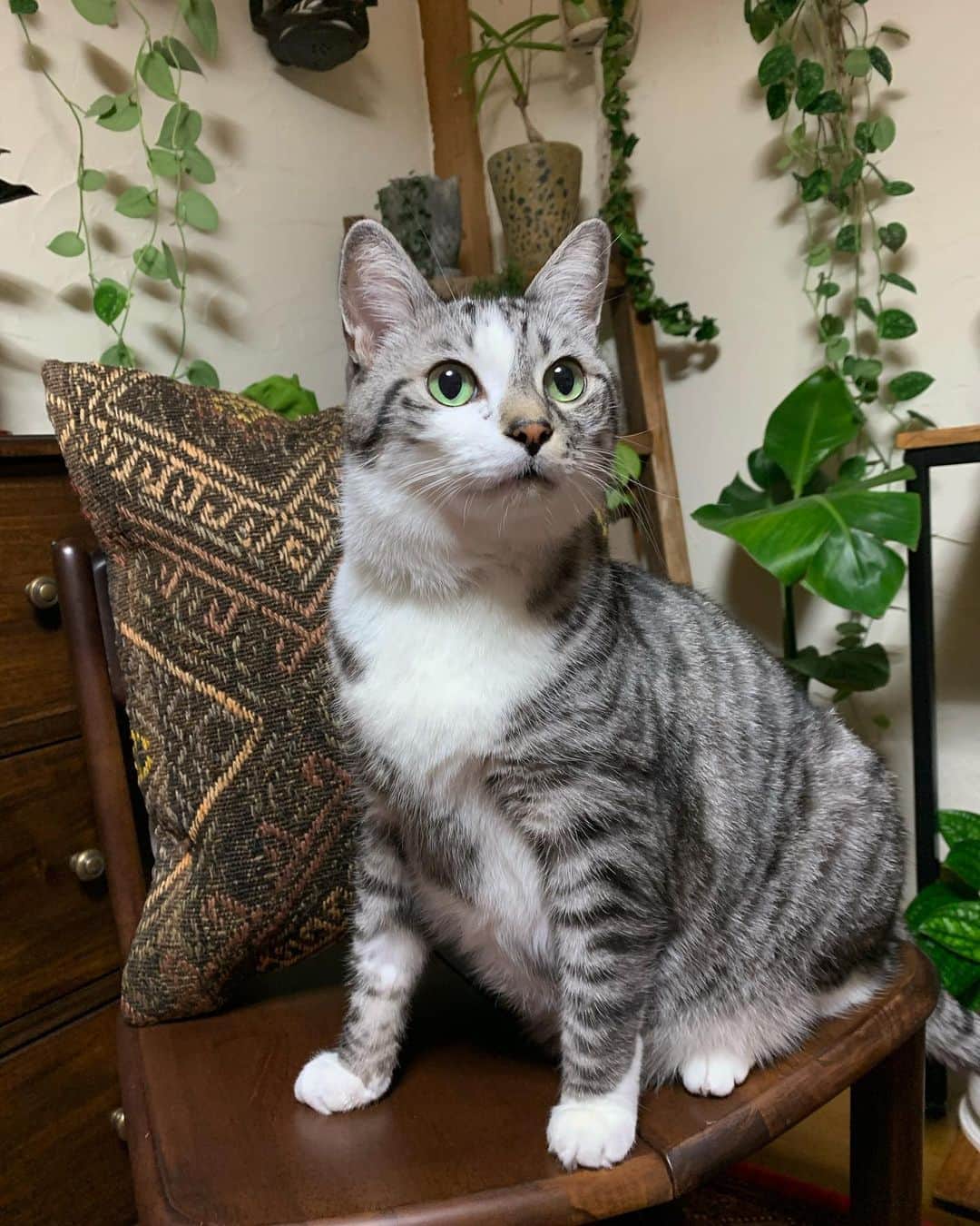 のインスタグラム：「＊ ＊ 🌿  HARUTAROU 🌿 ＊ ・@antiques_crafts_880 様より ・素敵な クッション お迎えしました♪ ・春太郎も お気に入りのようです♡ ＊ ＊ #cats_of_instagram  #TheDailyKitten  #cats_of_world #balousfriends  #catloversclub  #cat_features #catstocker #themeowlife  #sweetcatstime  #thedailykitten #cats_of_instworld #IGersJP #happypetclub #bestmeow #保護猫 #catsfollowers  #インテリア雑貨#catsofday #キリムクッション#sweetcatclub #catsnet #観葉植物インテリア  #cutieanimalspage  #kilim #観葉植物 #dailycatshow #sweetcatonline #nyancon01 #sippoストーリー　#petokotolife」