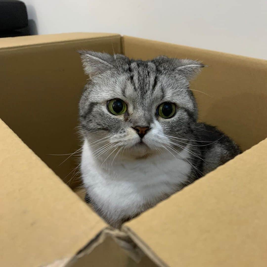 KATSUOのインスタグラム：「📦🐈 . #cat #catsofinstagram #catstagram #instacat #cutecat #katsuo」
