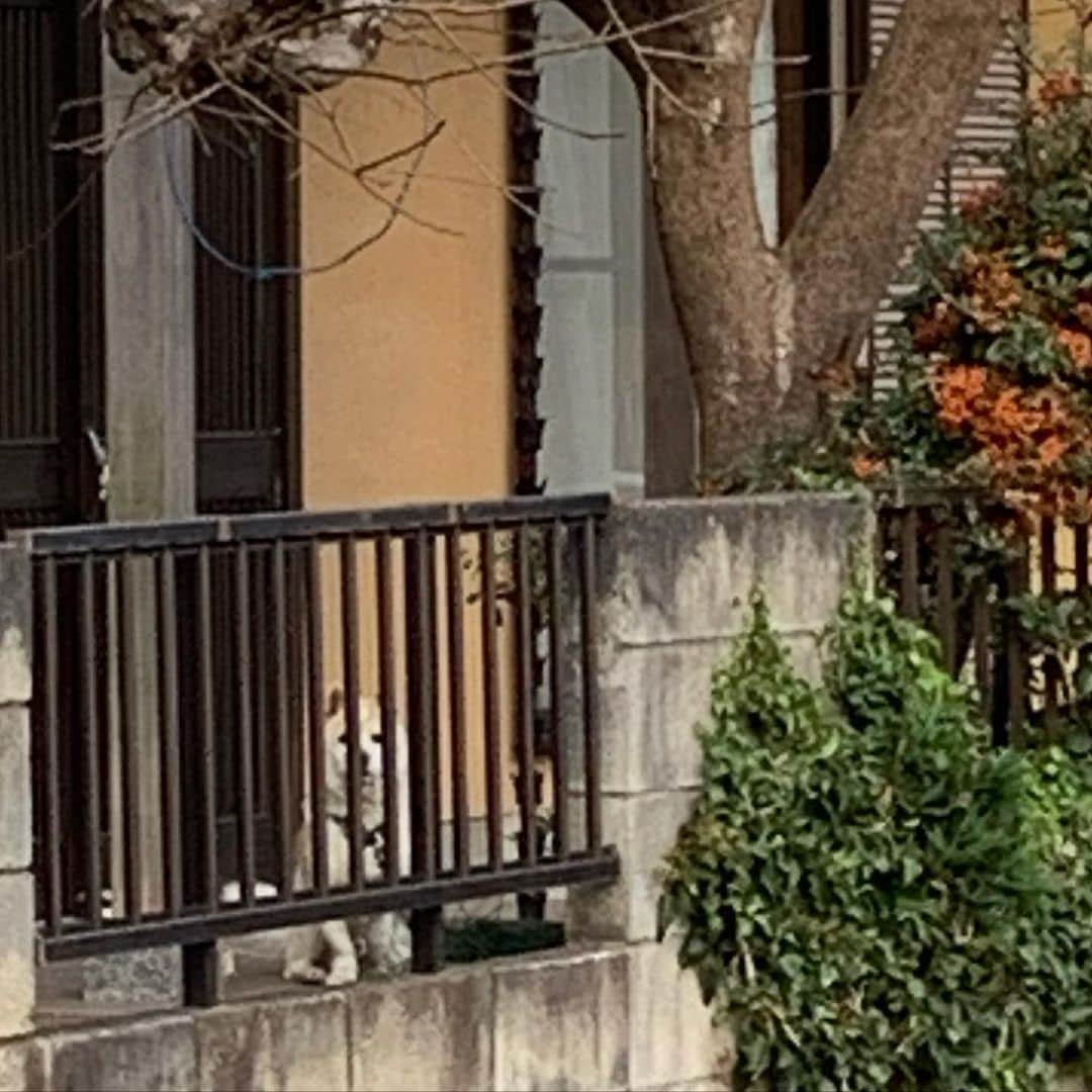 猫ラボさんのインスタグラム写真 - (猫ラボInstagram)「ユカワアツコさん個展へ。酒蔵で実際に使われていた「麹蓋」の第二の役割が鳥たちが羽を休める場所になることとは、なんて幸せなんでしょう。 時間の流れ、しつらいや空間全体がユカワさんの作品と調和していて、ちょっと住みたいくらい心地よかったです。 近所の犬もかわいかった。 むかし一時期この近くに住んでたので懐かしくもありました。」11月23日 23時13分 - nekolabo