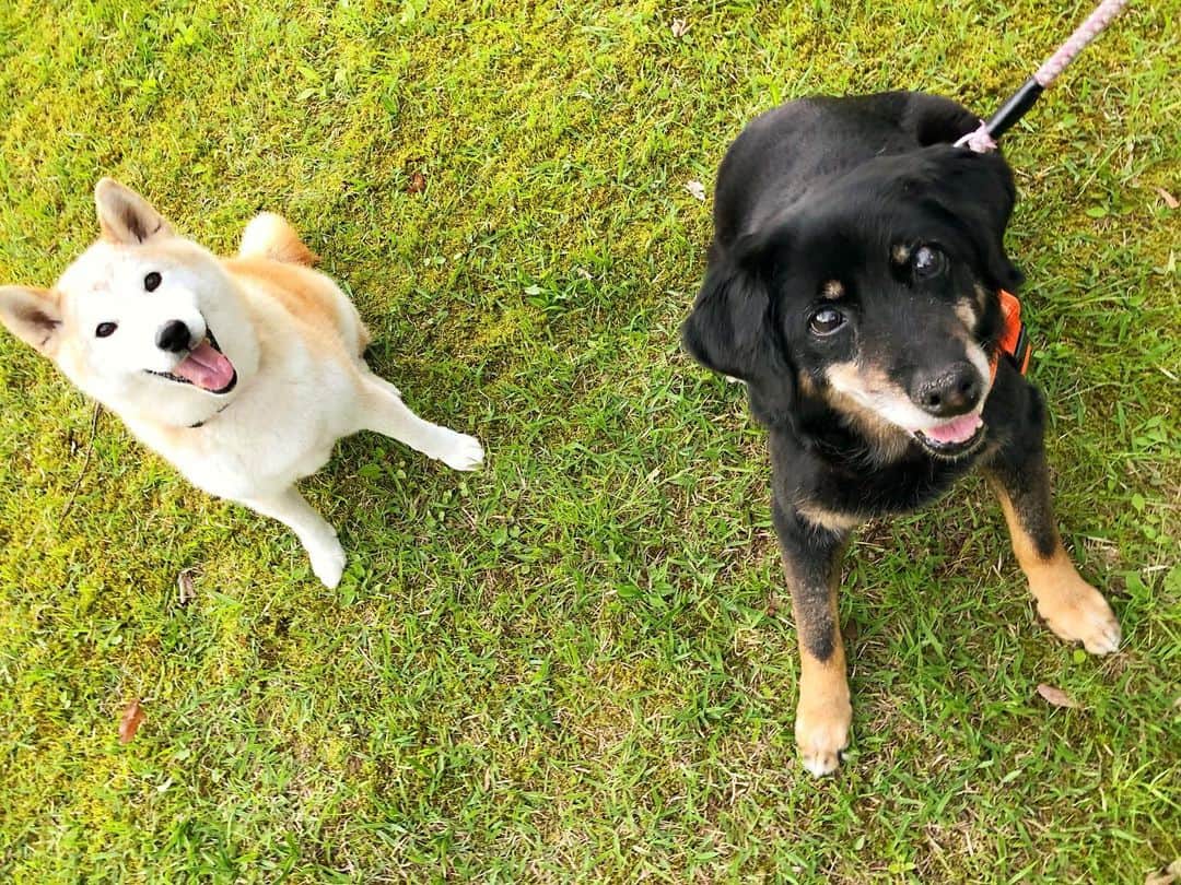 hoshinofumikaのインスタグラム：「11/22 わんわんにゃんにゃん🐾の日でしたね💓  全世界が犬猫に優しい世界になりますように🌎 わんちゃん、ねこちゃんが今日も幸せでありますように🥰 同時にプロスノーボーダーのドギー&キャット🏂🏂 のお二人も怪我なく最高の冬になりますように😌💖 @doggy92 @kanekoyasushi 寒くなってきました、お外のワンコ お家、玄関に入れてあげてね💓 そして野良猫ちゃんを 増やさない地域づくりと 声がけを始めて欲しいです♪ まずはお外にたっぷりの清潔なお水と餌、 トイレの設置をお願いします💓  #cat #dog #animals #family #動物に優しい世界を目指して　#uonumalife #犬猫　#犬　#猫　#柴犬　#雑種　#ダックスフント　#白猫　#hoshinochoro #hoshinoyuki #oodairakumi #人間より賢い動物達」