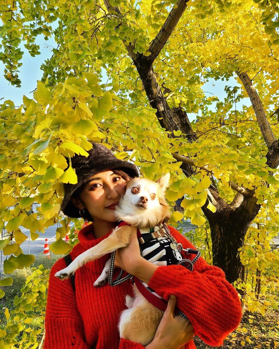 Lisaのインスタグラム：「. うにと一緒に紅葉を見に🐶 特に昔からイチョウが大好きで イチョウがたくさんあるスポットへ . とっても綺麗だった🥰 秋はいいなぁ🎃🍁🍄🌰 . #秋#autumn#紅葉#イチョウ#お散歩」