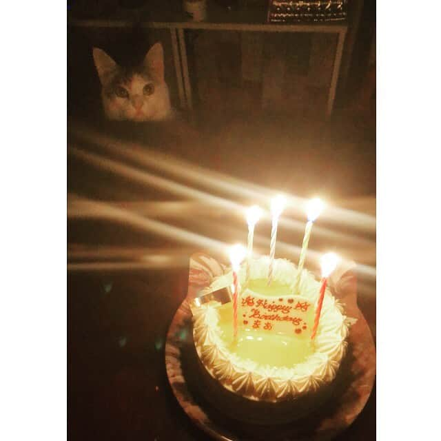 東出真緒さんのインスタグラム写真 - (東出真緒Instagram)「🎂🐈 おもっきり狙われてるw . 今年は低糖質のケーキ🎂 ババロアみたいにプワプワしてて クリームも甘くて美味しかった💕 . ニャンたちにもクリームお裾分け🧁 . #うちのニノ君 #うちのアメリ #保護猫 #猫 #cat #catsofinstagram #猫のいる暮らし  #happybirthday #低糖質スイーツ #クリオロ中目黒店」11月23日 14時51分 - mao_bigmama_vn