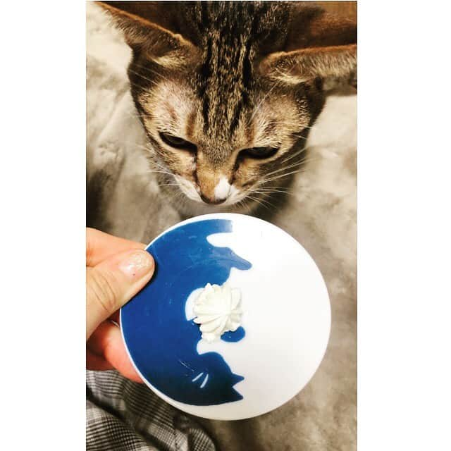 東出真緒さんのインスタグラム写真 - (東出真緒Instagram)「🎂🐈 おもっきり狙われてるw . 今年は低糖質のケーキ🎂 ババロアみたいにプワプワしてて クリームも甘くて美味しかった💕 . ニャンたちにもクリームお裾分け🧁 . #うちのニノ君 #うちのアメリ #保護猫 #猫 #cat #catsofinstagram #猫のいる暮らし  #happybirthday #低糖質スイーツ #クリオロ中目黒店」11月23日 14時51分 - mao_bigmama_vn