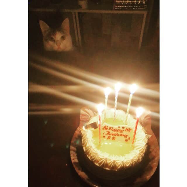 のインスタグラム：「🎂🐈 おもっきり狙われてるw . 今年は低糖質のケーキ🎂 ババロアみたいにプワプワしてて クリームも甘くて美味しかった💕 . ニャンたちにもクリームお裾分け🧁 . #うちのニノ君 #うちのアメリ #保護猫 #猫 #cat #catsofinstagram #猫のいる暮らし  #happybirthday #低糖質スイーツ #クリオロ中目黒店」