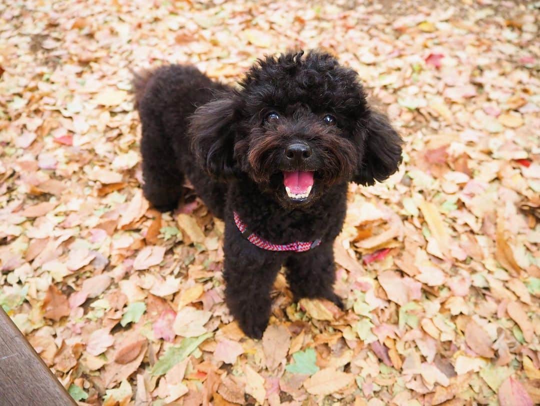 のインスタグラム：「100点の笑顔 🧡🍂  #トイプードル #黒プー」