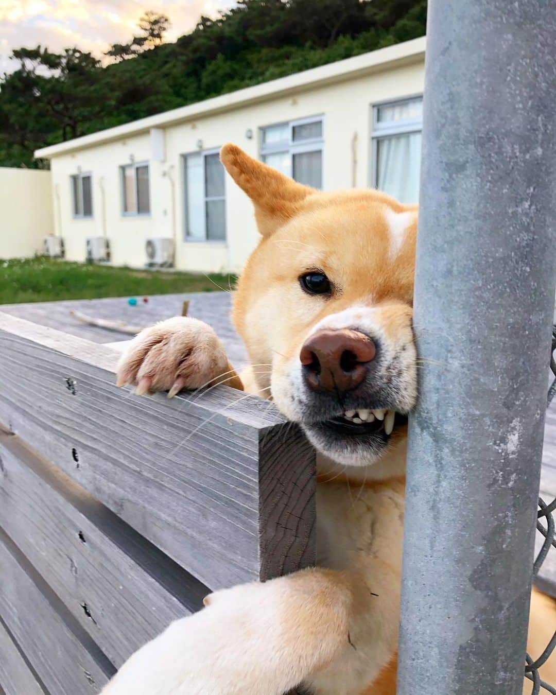 若森さちこのインスタグラム：「海沿いのカフェの看板犬 #旅の思い出 #久米島  #backshoreranch」