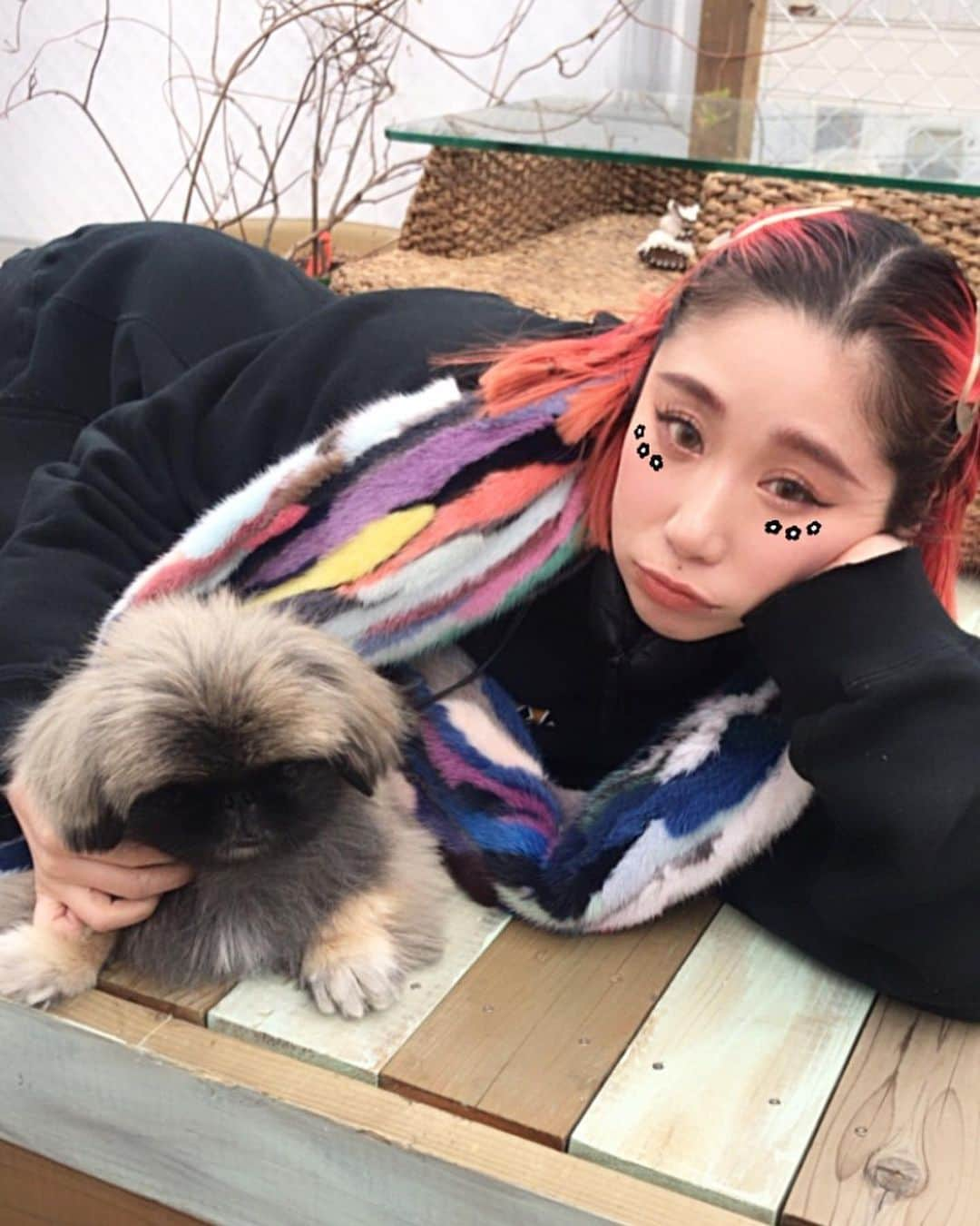 上田愛子のインスタグラム：「ぺきちゃんと過ごす休日最高🙋‍♀️  #ペキ郎 #ペキニーズ #北京犬  #pekingese #pekistagram #peki #pekingesepuppy #pekingeselove #pekines #ペキニーズフォーン #ぺきすたぐらむ #ペキスタグラム #ペキ郎 #鼻ぺちゃ部 #鼻ぺちゃ #ふわもこ部 #犬のいる暮らし  #🐕 #🐨 #🐶」