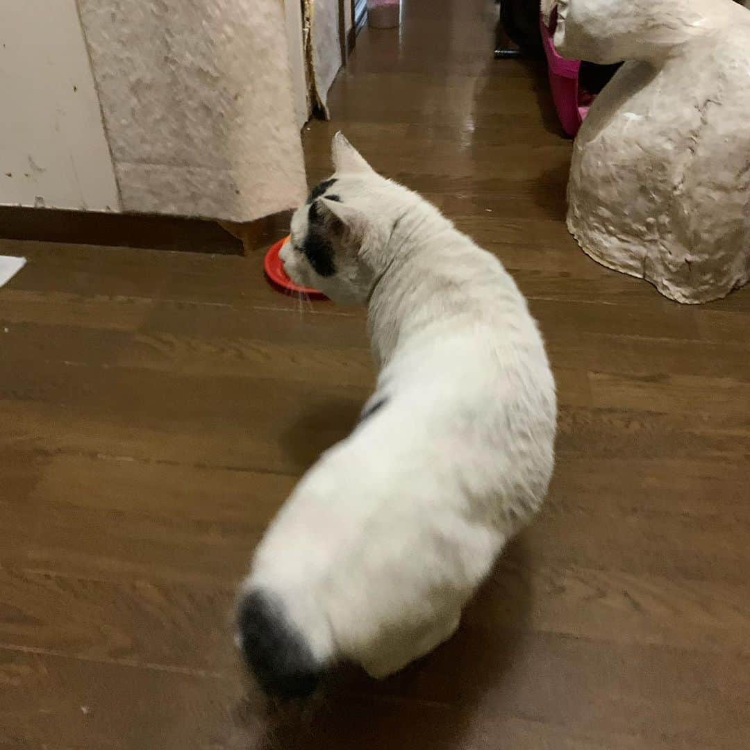 Kachimo Yoshimatsuさんのインスタグラム写真 - (Kachimo YoshimatsuInstagram)「一年前のナナクロ Nanakuro a year ago Photo:2019.11.23 家に入っても、パニックになることもなく、食べた。 普通だと、暴れ回ったり、鳴きまくったりする所なのに。 落ち着いてる。  #うちの猫ら #nanakuro #ナナクロ #猫 #ねこ #cat #ネコ #catstagram #ネコ部 http://kachimo.exblog.jp」11月23日 15時36分 - kachimo