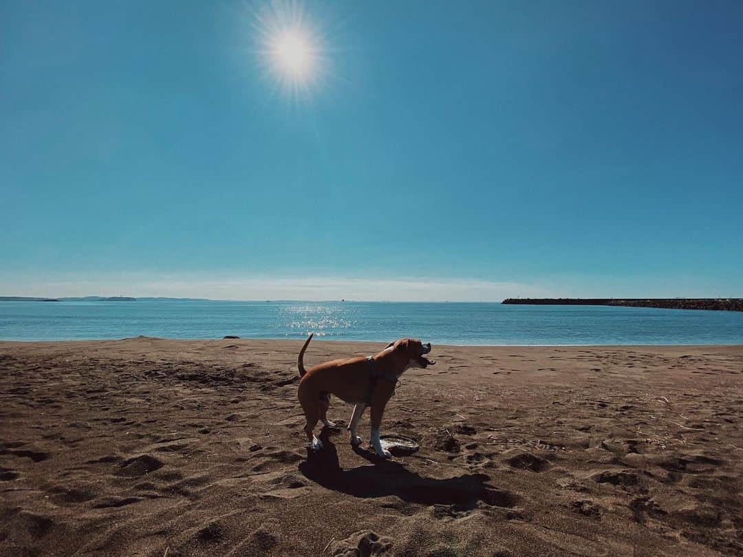 Fabiolla Takinamiさんのインスタグラム写真 - (Fabiolla TakinamiInstagram)「3連休最終日🌈 今日もお天気に恵まれ最高のお散歩dayですね☺️ . . 昼間暖かく 夜が冷んやりとしてて LAを思い出すなぁ〜🇺🇸 . . #doggybro#dog#doggy#La#japan#ワンコ#犬#犬と暮らす#pitbull#lovedogs#海#湘南」11月23日 15時38分 - fabi_olla