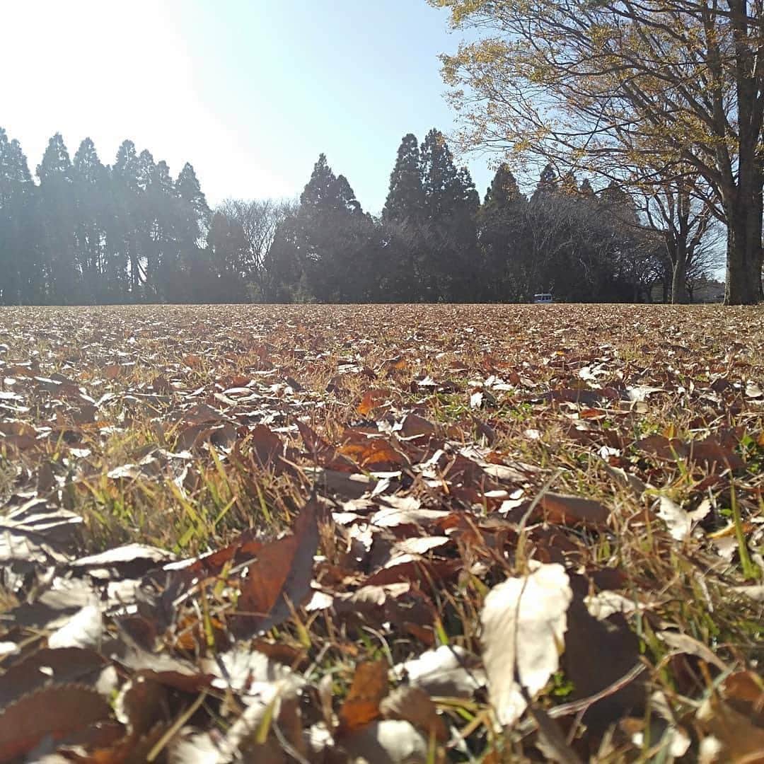 猫ひろしさんのインスタグラム写真 - (猫ひろしInstagram)「‪今日は千葉の昭和の森でハイテクタウン走り込み練習会。‬  ‪肉離れ後なので、キロ６分で３６キロラン。‬  ‪下が芝生でフカフカだから足の痛みも無く走れた。‬  ‪順調に復活してきた。焦らずいこうニャー‬  寒桜が咲いてた」11月23日 15時53分 - cat_hiroshi