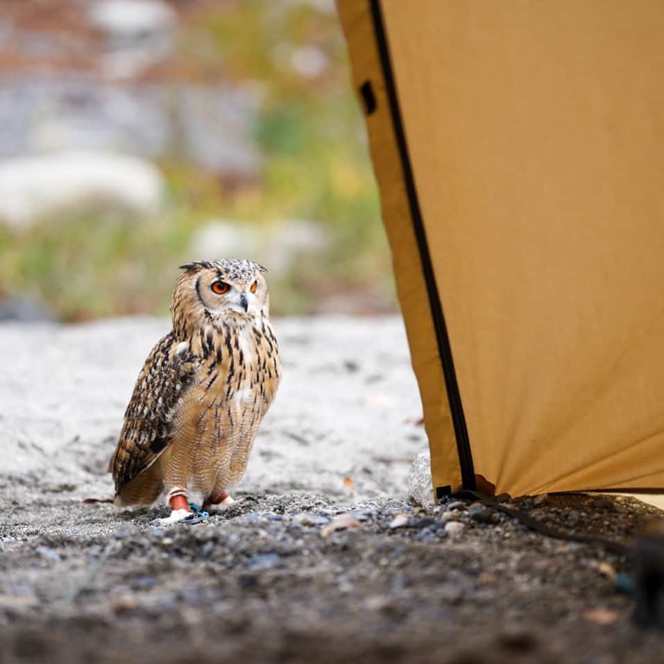GEN3 Owlのインスタグラム：「また行こうね。 lt was fun. #owl #owlgaru #camp #camphack取材 #campzine掲載希望」