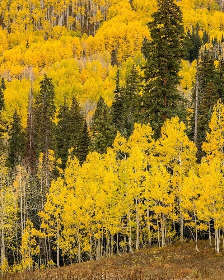 National Geographic Travelさんのインスタグラム写真 - (National Geographic TravelInstagram)「Photo by @stephen_matera / Aspens stand in the fall near Crested Butte, Colorado. Aspen trees grow in clonal colonies and spread through a root system. A colony can live for tens of thousands of years, like the so-called Pando colony in Utah, estimated to be 80,000 years old! Follow me @stephen_matera for more images like this from Colorado and around the world. #autumn #rockymountains」11月23日 16時39分 - natgeotravel