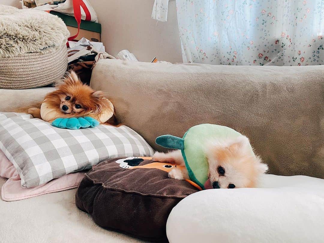 r_oseのインスタグラム：「Happy with neck pillows? ..... I guess YES!🥑🍍〰️」